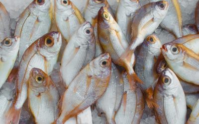 A vibrant display of fresh fish on ice at a seafood market, highlighting marine bounty.